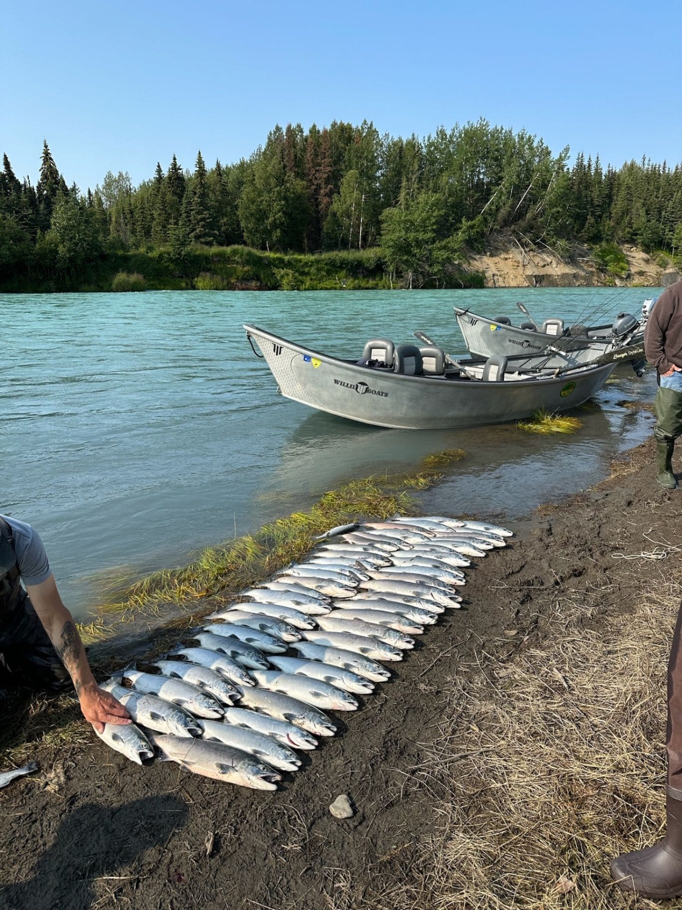 King salmon